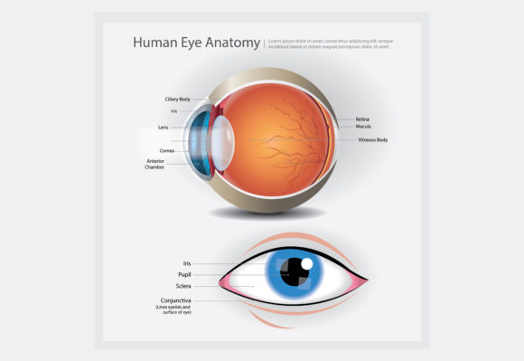 Human Eye Anatomy Vector Illustration Graphics and Icons
